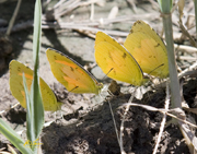 Arthropods